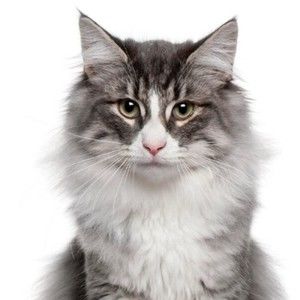 Meet your Posher, Alvi